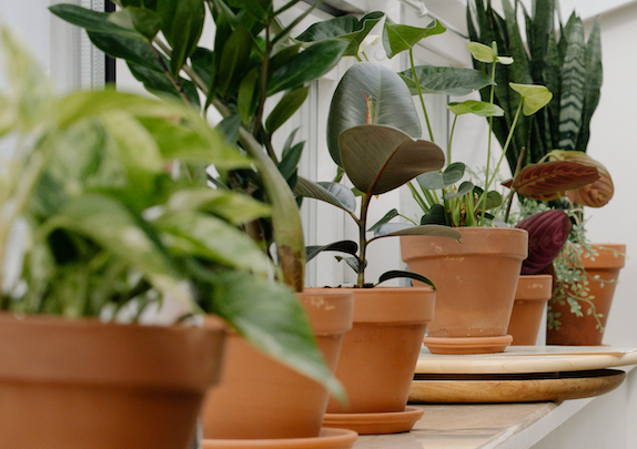 花と植物のショップ
